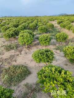 冠幅80厘米海桐球