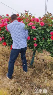 高度150厘米高杆月季