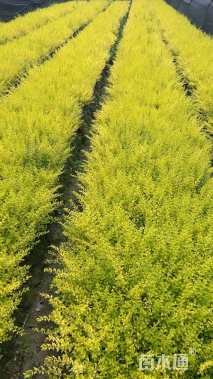 高度40厘米亮金女贞