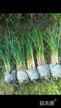 高度25厘米紫娇花