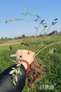 高度40厘米迎春花