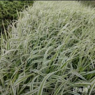 高度50厘米花叶芒