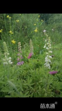 高度15厘米鲁冰花