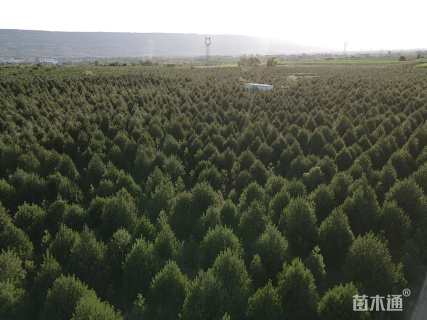 高度300厘米白皮松