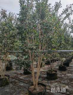 高度250厘米丛生紫薇