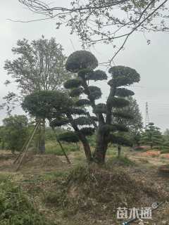 20公分造型榔榆