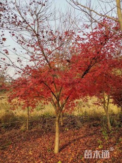 12公分小叶鸡爪槭