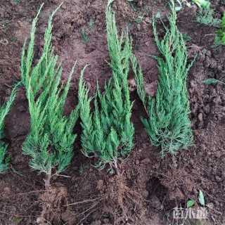 高度52厘米龙柏