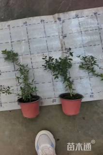 高度20厘米冬青先令球