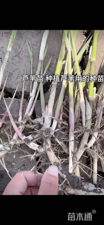 高度15厘米芦苇