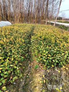 高度50厘米卫矛