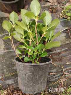 高度30厘米八仙花大桶2加仑