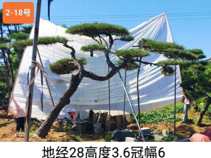 高度250厘米庭院松