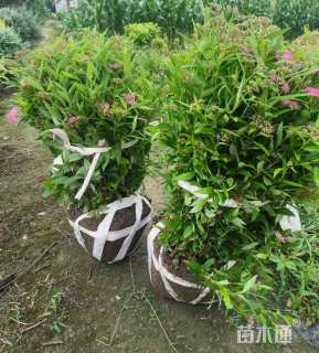 高度40厘米粉花绣线菊