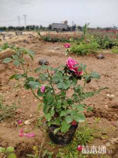 高度30厘米月季