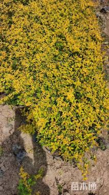 高度20厘米大花六道木小苗