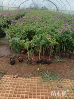 高度40厘米三角梅