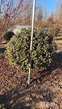 高度150厘米南天竹