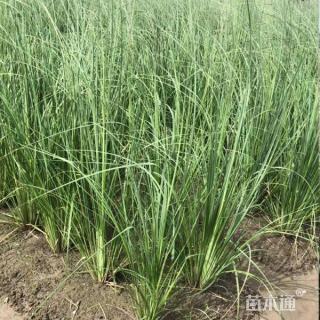 高度60厘米蒲苇