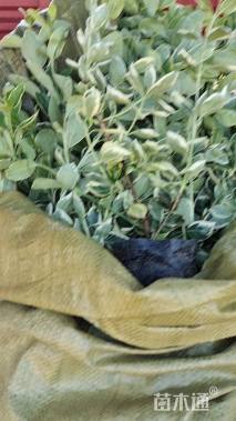 高度25厘米冬红卫矛