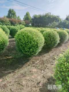 冠幅110厘米大叶黄杨球