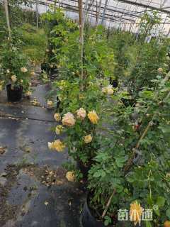 高度150厘米月季