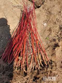 高度50厘米红瑞木