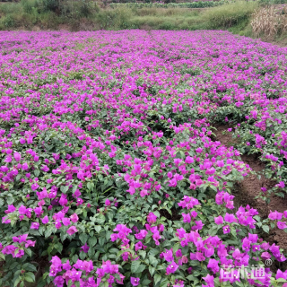 高度40厘米紫花三角梅