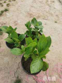 高度25厘米八仙花1加仑