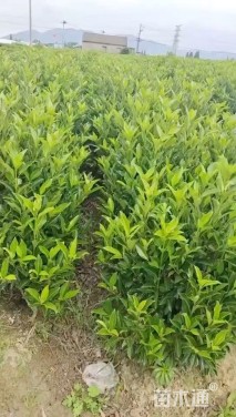 高度200厘米法国冬青