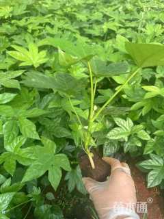 高度25厘米八角金盘