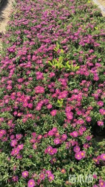 高度18厘米荷兰菊