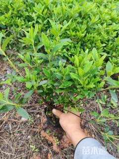 高度25厘米毛鹃