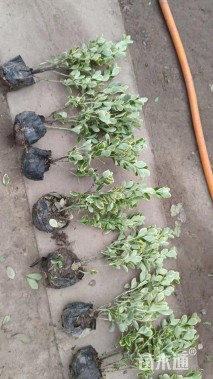 高度45厘米金边黄杨