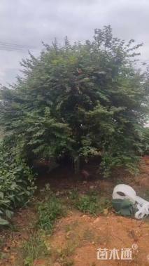 12公分日本红枫-红舞姬