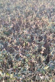 高度40厘米水蜡