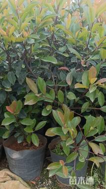 高度60厘米红叶石楠小苗