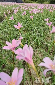 高度40厘米红花韭兰