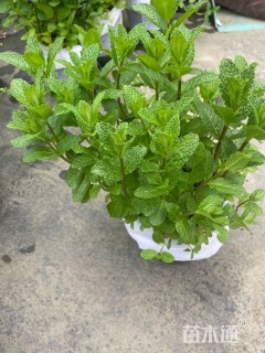 高度30厘米薄荷