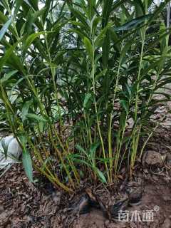 高度50厘米夹竹桃