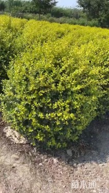 冠幅100厘米金叶女贞球