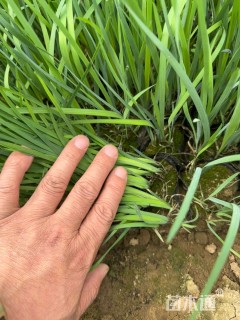 高度20厘米马莲