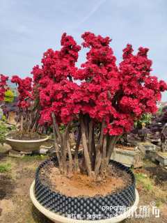 高度2600厘米杜鹃