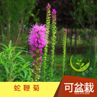 蛇鞭菊种子蛇鞭菊种子