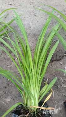 高度30厘米大花萱草