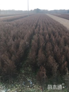 高度80厘米侧柏