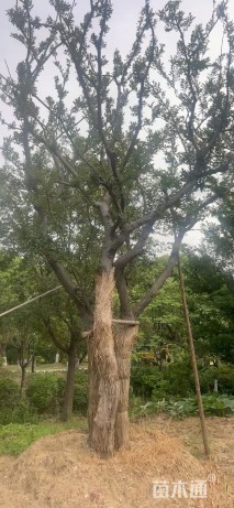70公分(3杆)丛生朴树