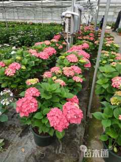 高度40厘米绣球