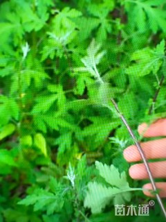高度65厘米野菊