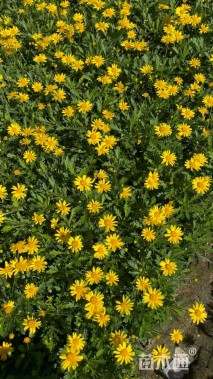 高度25厘米木春菊